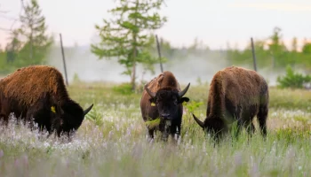 Ещё 12 бизонов стали обитателями природного парка «Ингилор»