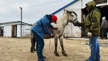 Всероссийский институт коневодства исследует геном лошадей Ямала