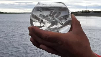 На Ямале выпустили крупную партию мальков ценной рыбы в Обь