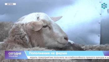 Катумскую породу овец начала разводить фермер из Мужей