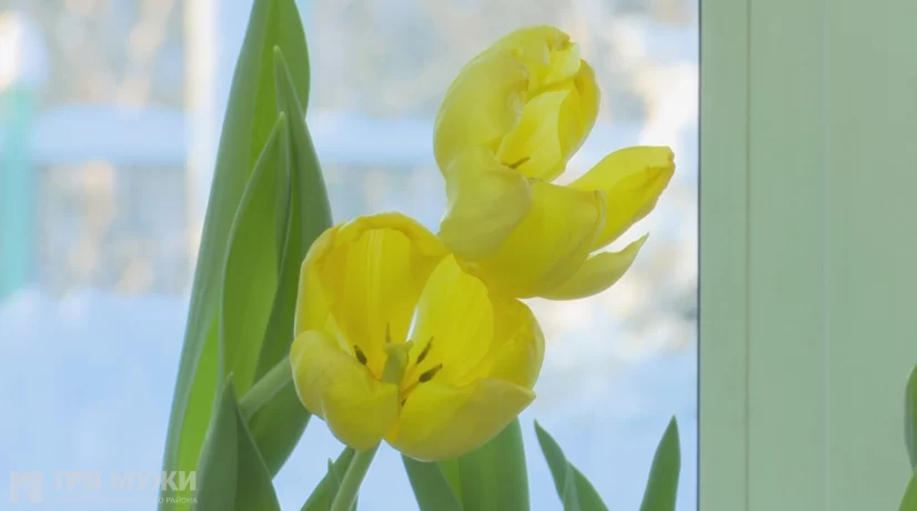 В Горковской школе расцвели тюльпаны