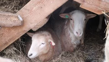 В Шурышкарском районе начали разводить овец особой морозоустойчивой породы