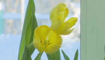 В Горковской школе расцвели тюльпаны