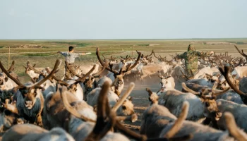 На Ямале начался летний этап вакцинации северных оленей против сибирской язвы