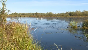 Лебеди на "круглом"озере в Горках