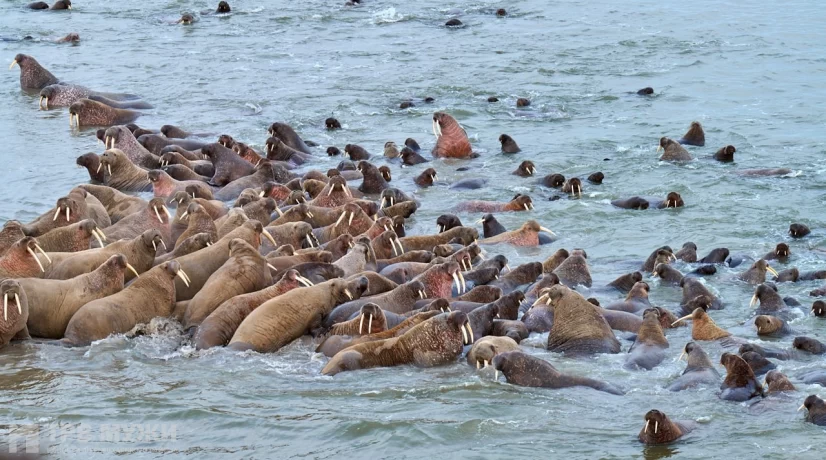 На Ямале появился природный заказник для моржей