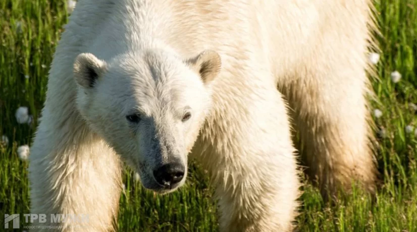 Ученые оценили самочувствие медведей на острове Белый